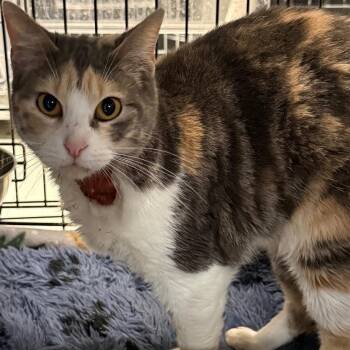 Domestic Short Hair Cats Available for Adoption in Corsicana, Texas - Gia C46342 | PetCurious