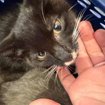 Alfred -  Domestic Short Hair Cat for Adoption in Morganton, North Carolina - Alfred | PetCurious