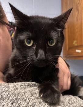 Rescue Domestic Short Hair Cats for Adoption in Lowell, Massachusetts - Nutmeg | PetCurious