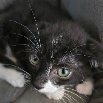 Domestic Short Hair Cats Available for Adoption in Madisonville, Tennessee - Fanta | PetCurious