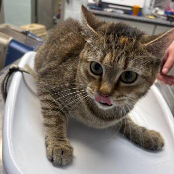Icky Vicky -  Domestic Short Hair Cat for Adoption in Parkersburg, West Virginia - Icky Vicky | PetCurious