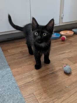 Racha -  Domestic Long Hair Cat for Adoption in Las Vegas, Nevada - Racha | PetCurious