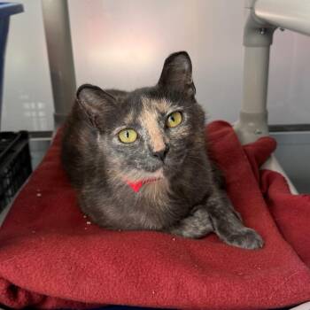 Peaches -  Domestic Short Hair Cat for Adoption in Chicago, Illinois - Peaches | PetCurious
