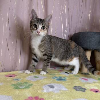 Domestic Short Hair Cats Available for Adoption - Pipkin | PetCurious