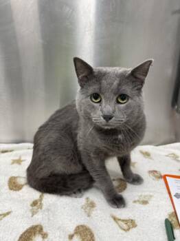 Domestic Short Hair Cats Available for Adoption - JADE | PetCurious