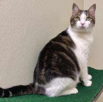 Rescue Domestic Short Hair Cats for Adoption in Cambria, California - Bunny | PetCurious
