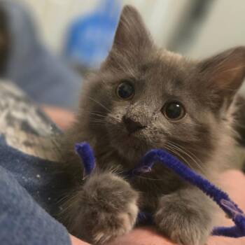 Dawn -  Domestic Medium Hair Cat for Adoption in Layton, Utah - Dawn | PetCurious