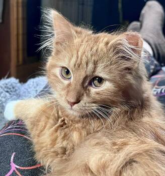 Domestic Long Hair Cats Available for Adoption - Venkman | PetCurious