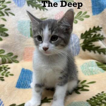 The Deep -  Domestic Short Hair Cat for Adoption in Parkersburg, West Virginia - The Deep | PetCurious