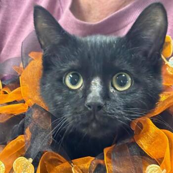 Michael -  Domestic Short Hair Cat for Adoption in Batavia, New York - Michael | PetCurious