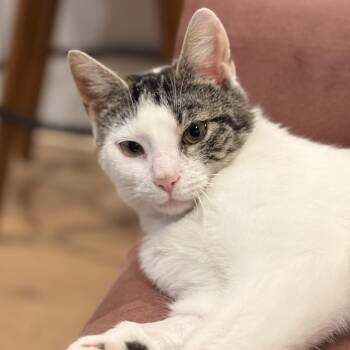 Domestic Short Hair and Tabby Cats Available for Adoption in UNIVERSITY PA, Maryland - Georgia | PetCurious