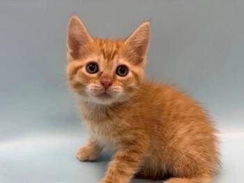 Luke -  Domestic Short Hair Cat for Adoption in Woodbury, Minnesota - Luke | PetCurious