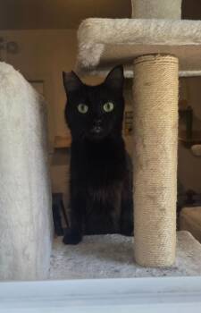 Viva La Velvet -  Domestic Long Hair Cat for Adoption in Miami, Oklahoma - Viva La Velvet | PetCurious