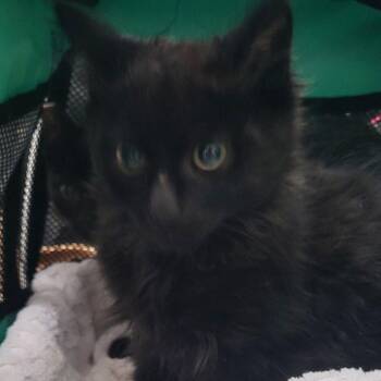 Shingle -  Domestic Medium Hair Cat for Adoption in Coos Bay, Oregon - Shingle | PetCurious
