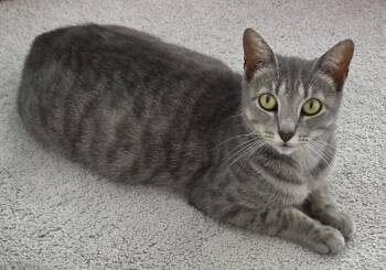 Darcy -  Domestic Short Hair Cat Available for Adoption in Pittsboro, North Carolina - Darcy | PetCurious