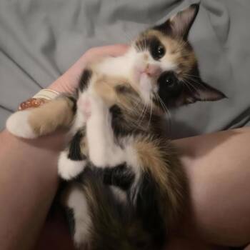 Moo -  Domestic Short Hair Cat for Adoption in Warr Acres, Oklahoma - Moo | PetCurious