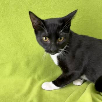 Domestic Short Hair Cats Available for Adoption - Bemiss | PetCurious