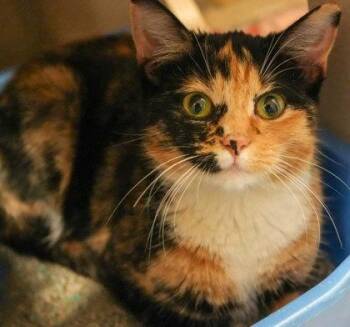 Domestic Short Hair Cats Available for Adoption in Bowling Green, Kentucky - Mona Da Vinci | PetCurious