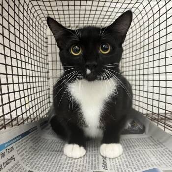 Francais -  Domestic Short Hair Cat for Adoption in Edinburg, Texas - Francais | PetCurious