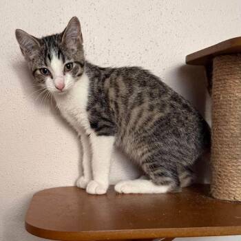 Patti -  Domestic Short Hair Cat for Adoption in Madison, Wisconsin - Patti | PetCurious