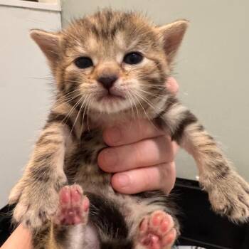 Prius -  Domestic Short Hair Cat for Adoption in Wilmington, Delaware - Prius | PetCurious