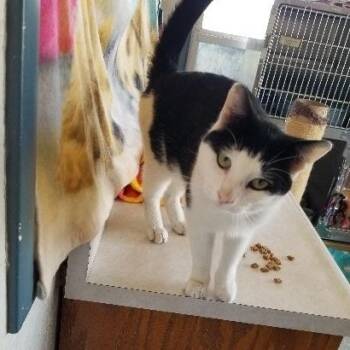 Domestic Short Hair Cats Available for Adoption - MAXIMILIAN | PetCurious