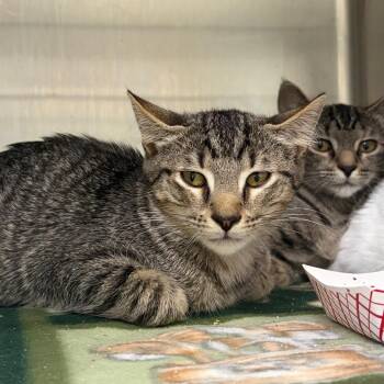 Pecan -  Domestic Short Hair Cat for Adoption in Cumming, Georgia - Pecan | PetCurious