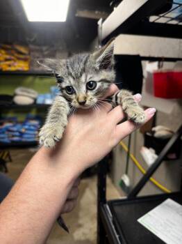 Chex -  Domestic Short Hair Cat for Adoption in Shelbyville, Tennessee - Chex | PetCurious