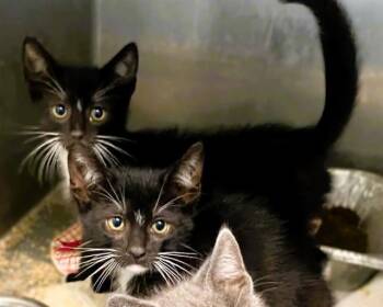 LANCE -  Domestic Short Hair Cat for Adoption in Tustin, California - LANCE | PetCurious