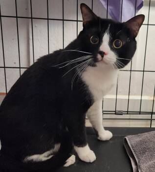Rescue Domestic Short Hair Cats for Adoption in Mansfield, Connecticut - Sophocles | PetCurious
