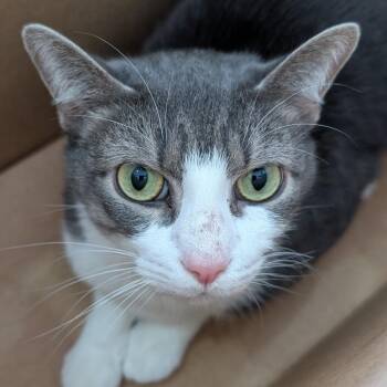 Paulie Walnuts -  Domestic Short Hair Cat for Adoption in Chapel Hill, North Carolina - Paulie Walnuts | PetCurious