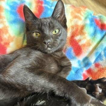 Shiny Armor -  Domestic Short Hair Cat for Adoption in Ferndale, Washington - Shiny Armor | PetCurious