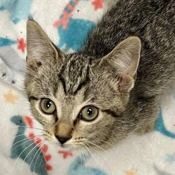 Pecan -  Domestic Short Hair and Tabby Cat for Adoption in Elmwood Park, Wisconsin - Pecan | PetCurious