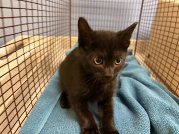 JERRY -  Domestic Short Hair Cat for Adoption in Tustin, California - JERRY | PetCurious
