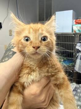 Cat- Purrino -  Domestic Long Hair Cat for Adoption in Salisbury, Maryland - Cat- Purrino | PetCurious