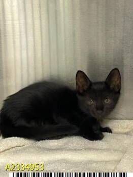 TABBYTHA 1 -  Domestic Short Hair Cat for Adoption in West Palm Beach, Florida - TABBYTHA 1 | PetCurious