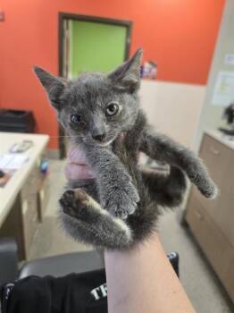 LACEY -  Domestic Short Hair Cat for Adoption in Louisville, Kentucky - LACEY | PetCurious