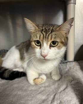 Overstuffed Fig Newton -  Domestic Short Hair Cat for Adoption in Richmond, Virginia - Overstuffed Fig Newton | PetCurious