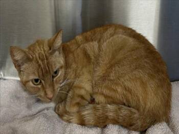 Domestic Short Hair Cats Available for Adoption in Norco, California - JAE | PetCurious