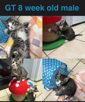 Domestic Short Hair Cats Available for Adoption in Mustang, Oklahoma - GT | PetCurious