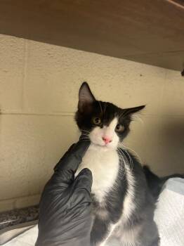 2026-09-056 -  Domestic Short Hair Cat for Adoption in Winder, Georgia - 2026-09-056 | PetCurious