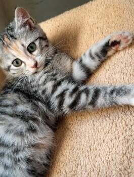 Nour -  Siberian Cat for Adoption in Brampton, Ontario - Nour | PetCurious