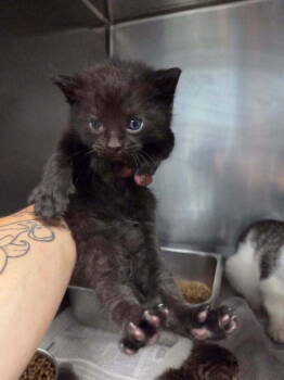 Rescue Domestic Short Hair Cats for Adoption in Evansville, Indiana - Dragon | PetCurious