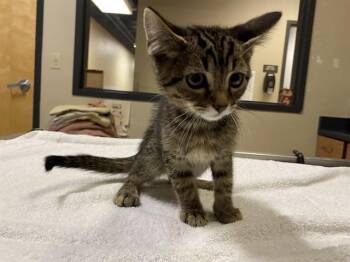 Domestic Medium Hair Cats Available for Adoption in Modesto, California - MARYANNE | PetCurious