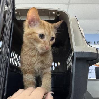 Tj -  Domestic Short Hair Cat for Adoption in Des Moines, Iowa - Tj | PetCurious