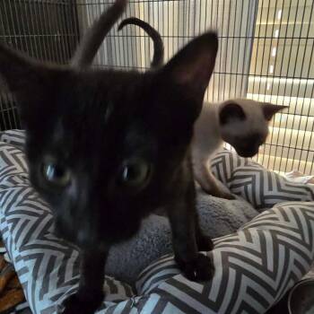 Magic Cat F AZ -  Domestic Short Hair Cat for Adoption in Las Vegas, Nevada - Magic Cat F AZ | PetCurious