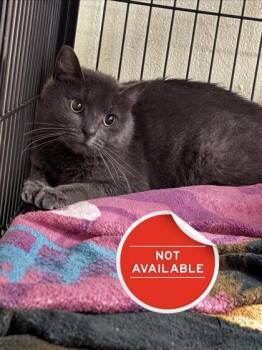 Domestic Medium Hair and Domestic Short Hair Cats Available for Adoption - Spice | PetCurious