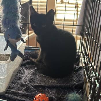 Eddie -  Domestic Short Hair Cat for Adoption in League City, Texas - Eddie | PetCurious