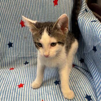 Britches (Male) -  Domestic Short Hair Cat for Adoption in Kittanning, Pennsylvania - Britches (Male) | PetCurious