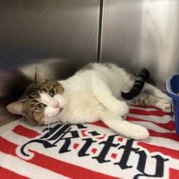 Rescue Domestic Short Hair Cats for Adoption in New York, New York - Beefcake | PetCurious